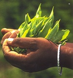 Assam