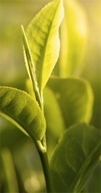 Teeversand